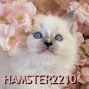 hamster2210